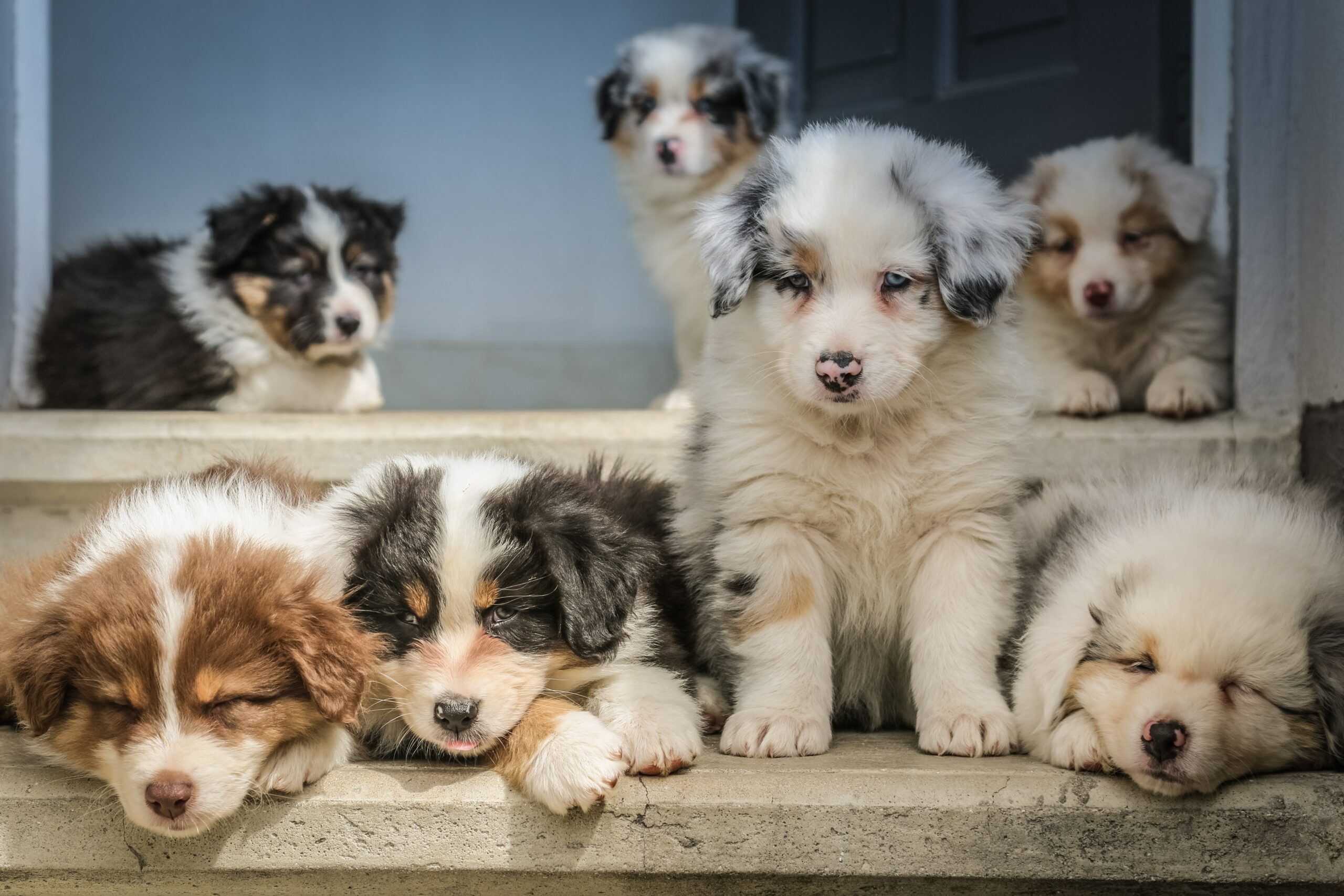 Avoiding Puppy Mills When Buying A New Puppy
