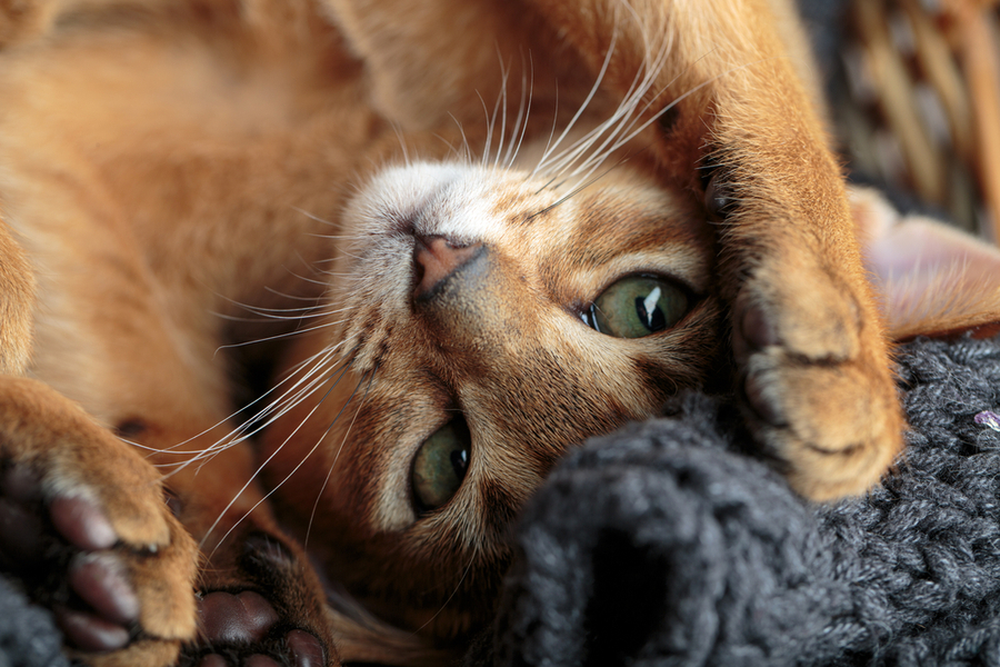 What Is The Personality Of An Abyssinian Cat?
