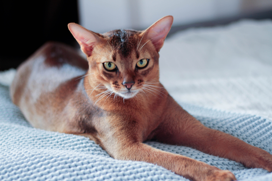 Are Abyssinian Cats Hypoallergenic?