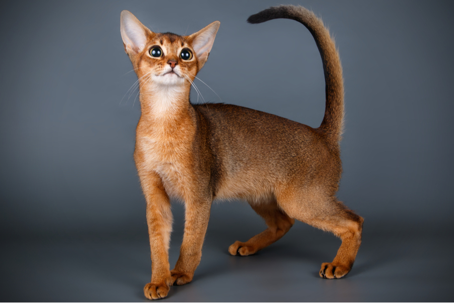 11 Facts You Probably Didn’t Know About The Abyssinian Cat