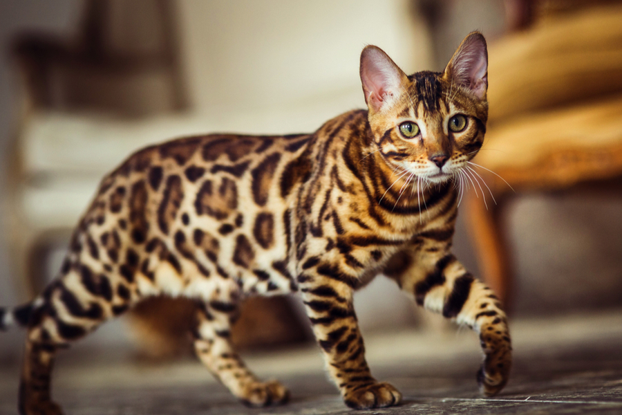 What Is The Personality And Temperament Of A Bengal Cat?