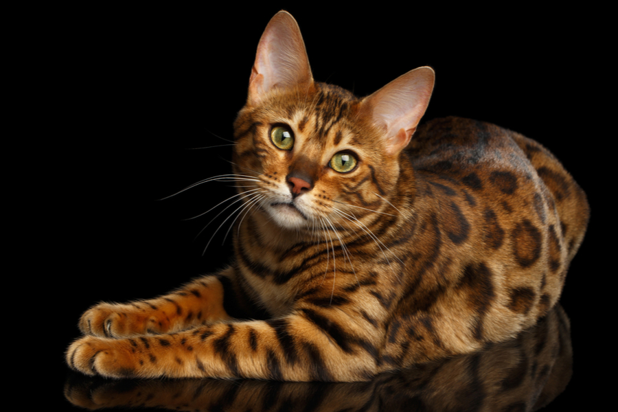Should I Buy An Abyssinian Cat Or A Bengal?