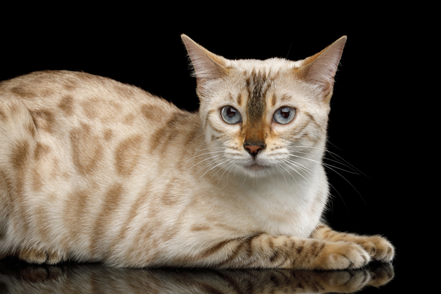 10 Things You Did not Know About Bengal Cats