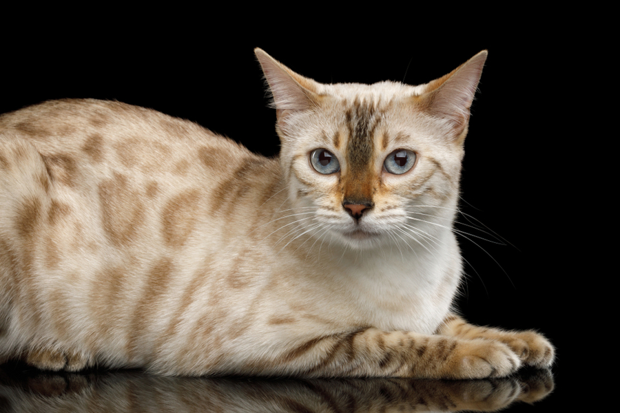 What Is The Personality Of An Abyssinian Cat?