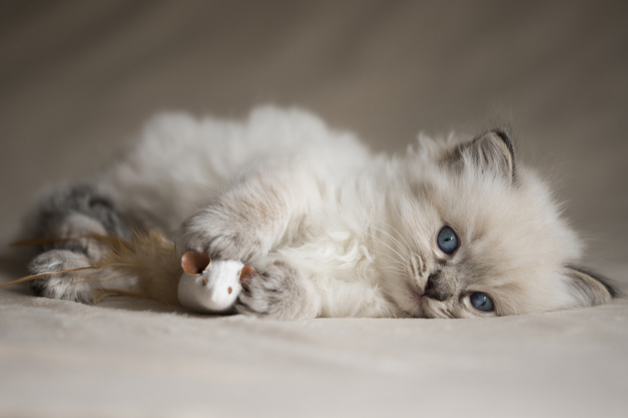 How To Choose The Right Cat Breed for You