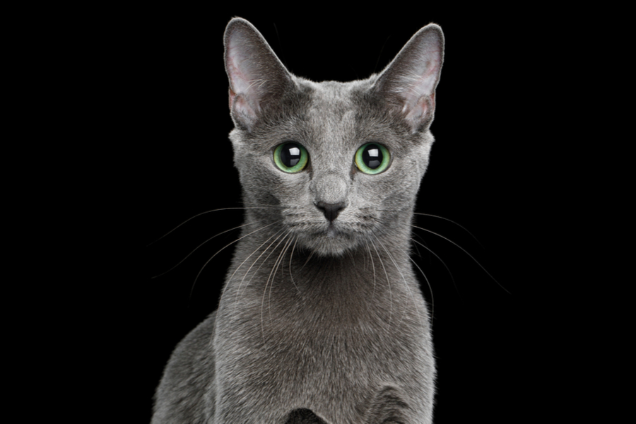 What Is The Personality Of Russian Blue Cats?