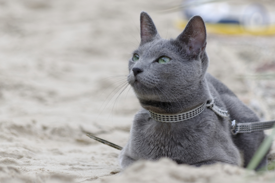 What Is The Personality Of Russian Blue Cats?