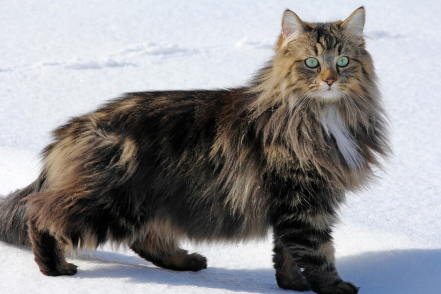 Norwegian Forest Cat Breed Information The Pedigree Paws
